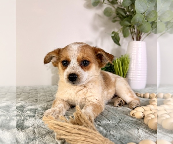 Medium Photo #7 Chi-Corgi Puppy For Sale in GREENFIELD, IN, USA