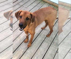 Professor Red - Male Labrador Retriever-Unknown Mix Dog for Adoption - Photo #8