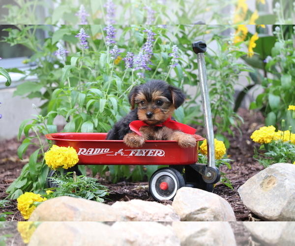 Medium Photo #4 Yorkshire Terrier Puppy For Sale in HUMBOLDT, IL, USA