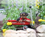 Small #3 Yorkshire Terrier