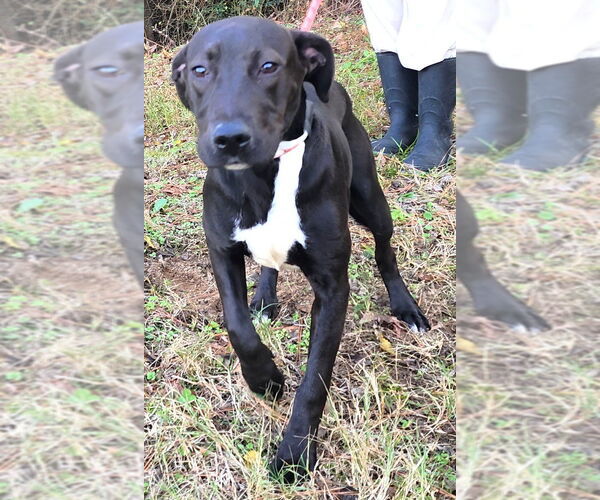 Medium Photo #1 Labrador Retriever-Unknown Mix Puppy For Sale in Wetumpka, AL, USA
