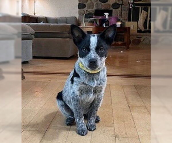 Medium Photo #1 Australian Shepherd-Unknown Mix Puppy For Sale in Genesee, WI, USA