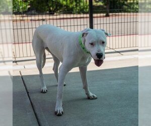 American Pit Bull Terrier-Dogo Argentino Mix Dogs for adoption in Sacramento, CA, USA