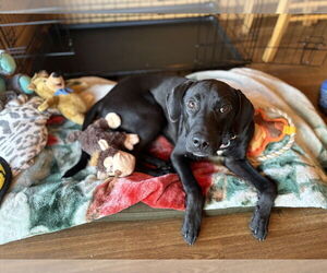 Labrador Retriever-Unknown Mix Dogs for adoption in Brewster, NY, USA