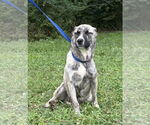 Small #1 American Pit Bull Terrier Mix