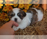 Puppy 4 Mal-Shi