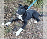 Small Photo #5 Retriever -Unknown Mix Puppy For Sale in Lake Wylie, SC, USA