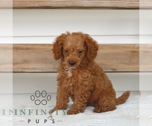 Poodle (Miniature) Puppy for sale in GAP, PA, USA