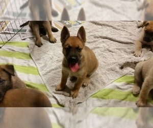 Belgian Malinois Puppy for sale in BRYCEVILLE, FL, USA