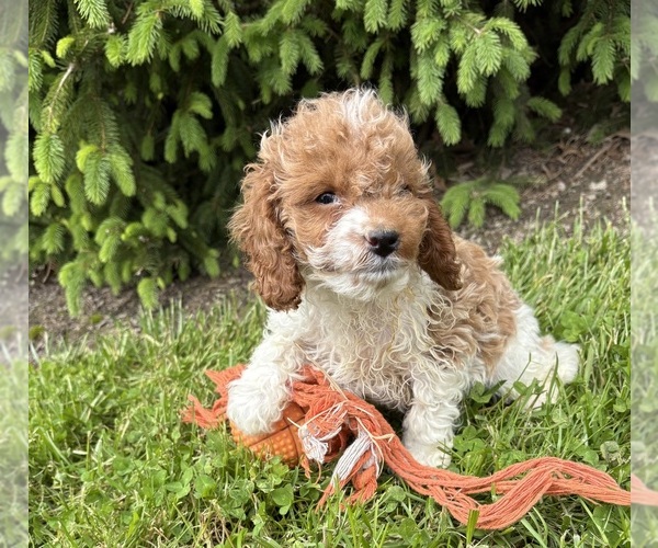 Medium Photo #5 Cavapoo (Miniature) Puppy For Sale in MIDDLEBURY, IN, USA
