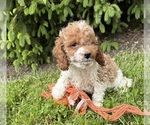 Small #4 Cavapoo (Miniature)