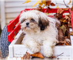Small #2 Shih Tzu