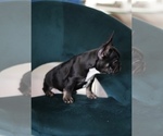 Small #7 French Bulldog