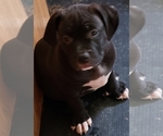 Small Photo #9 American Bully Puppy For Sale in COLUMBUS, OH, USA