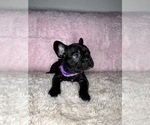 Puppy 4 French Bulldog