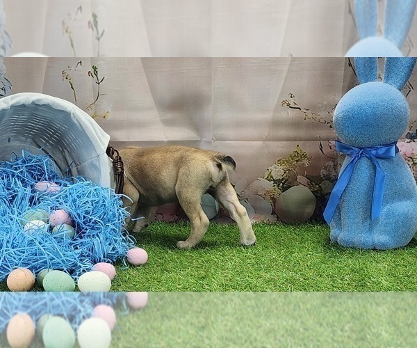 Medium Photo #2 Catahoula Leopard Dog Puppy For Sale in CUMBY, TX, USA