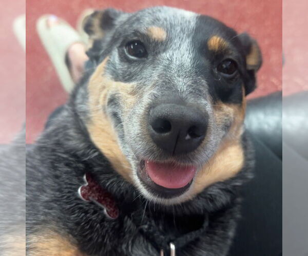 Medium Photo #8 Mutt Puppy For Sale in Fargo, ND, USA