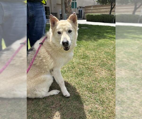 Medium Photo #1 Gerberian Shepsky Puppy For Sale in Riverside, CA, USA