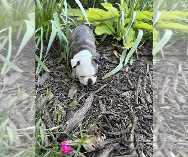 Medium Photo #6 Boston Terrier Puppy For Sale in FREDONIA, KS, USA
