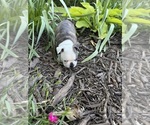 Small #5 Boston Terrier
