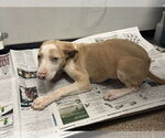 Small #3 Catahoula Leopard Dog Mix