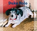 Small #10 Dachshund