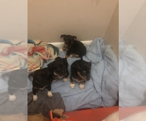 Chihuahua Puppy for sale in CO SPGS, CO, USA