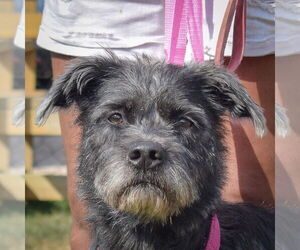 Mutt Dogs for adoption in Huntley, IL, USA