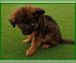 Medium German Shepherd Dog
