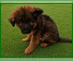 Puppy Puppy 2 German Shepherd Dog
