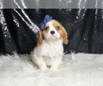 Small #1 Cavalier King Charles Spaniel