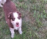 Small #1 Miniature Australian Shepherd