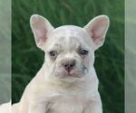 Small #3 French Bulldog