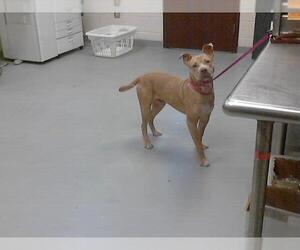 Medium American Pit Bull Terrier