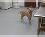 Small American Pit Bull Terrier