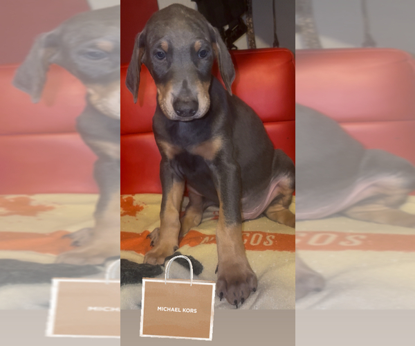 Medium Photo #5 Doberman Pinscher Puppy For Sale in HESPERIA, CA, USA