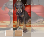 Small #4 Doberman Pinscher