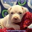 Small Photo #237 Dogo Argentino Puppy For Sale in JANE, MO, USA
