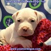 Small #236 Dogo Argentino