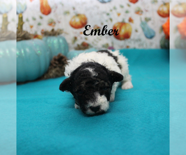 Medium Photo #7 Poodle (Toy) Puppy For Sale in CHANUTE, KS, USA