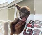 Puppy Duckey Shiranian