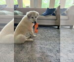 Small #3 Great Pyrenees Mix