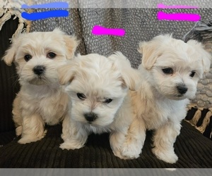 Maltese Puppy for sale in WYNNEWOOD, OK, USA