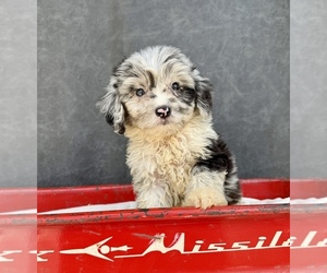 Aussiedoodle Puppy for sale in OCALA, FL, USA