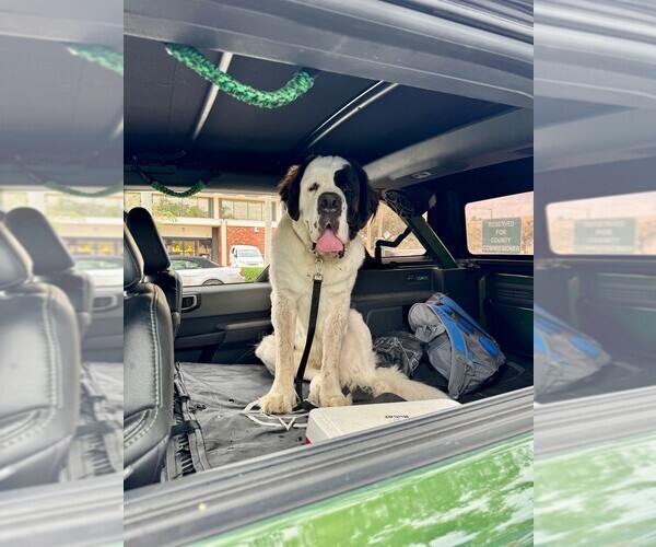 Medium Photo #1 Saint Bernard Puppy For Sale in INDIANTOWN, FL, USA