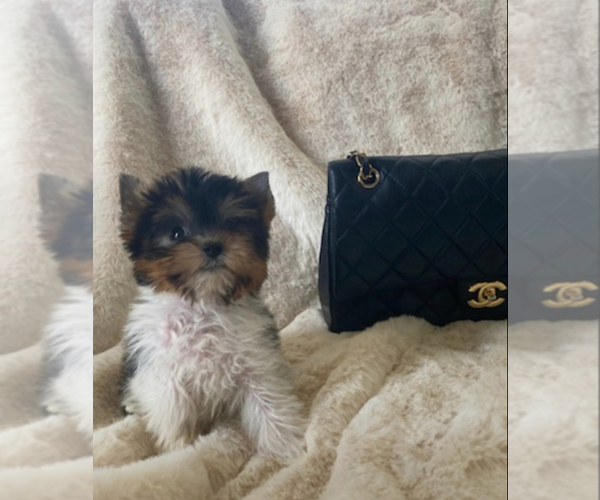 Medium Photo #1 Yorkshire Terrier Puppy For Sale in TEMECULA, CA, USA