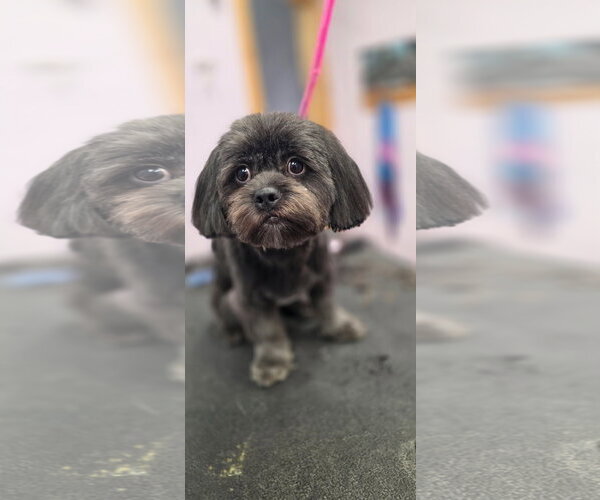Medium Photo #4 Shih Tzu-Unknown Mix Puppy For Sale in Valrico, FL, USA