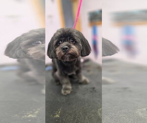 Teddy & Bear 2 - Male Shih Tzu-Unknown Mix Dog for Adoption - Photo #4
