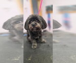 Small Photo #4 Shih Tzu-Unknown Mix Puppy For Sale in Valrico, FL, USA