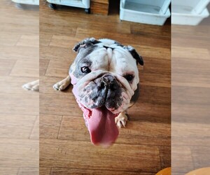 Bulldog Puppy for sale in WARSAW, IN, USA